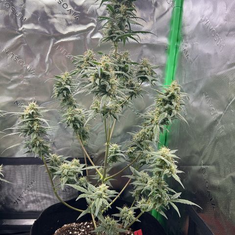 Pineapple Express auto  growlog timeline photo