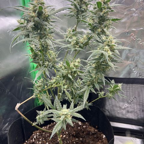 Pineapple Express auto  growlog timeline photo