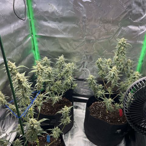 Pineapple Express auto  growlog timeline photo