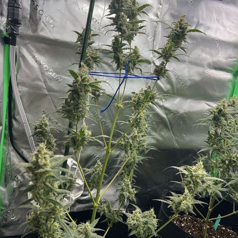 Pineapple Express auto  growlog timeline photo