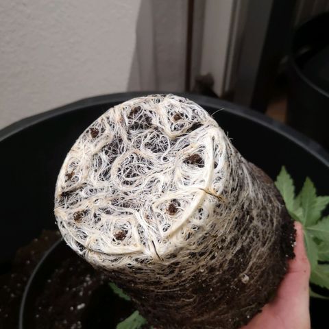 Rainbow Runtz #1 growlog timeline photo