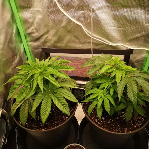 Rainbow Runtz #1 growlog timeline photo