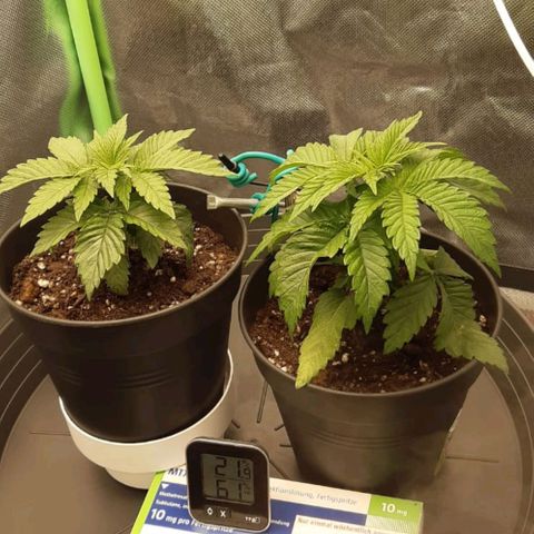 Rainbow Runtz #1 growlog timeline photo
