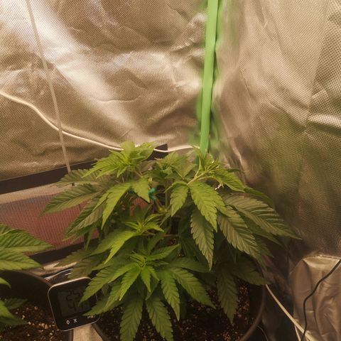 Rainbow Runtz #1 growlog timeline photo