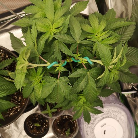 Rainbow Runtz #1 growlog timeline photo
