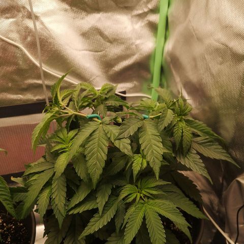 Rainbow Runtz #1 growlog timeline photo