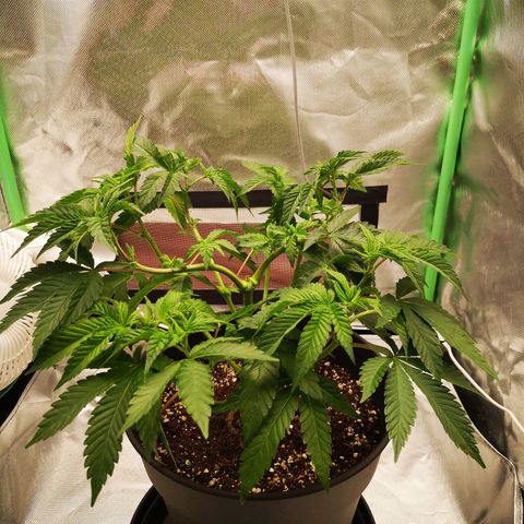 Rainbow Runtz #1 growlog photo: Defoliation
