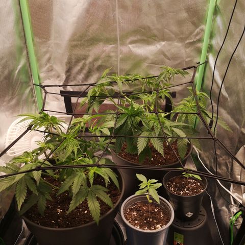 Rainbow Runtz #1 growlog timeline photo