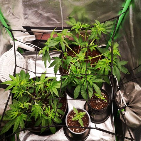 Rainbow Runtz #1 growlog timeline photo