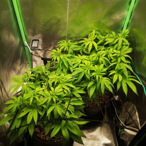 Rainbow Runtz #1 growlog timeline photo