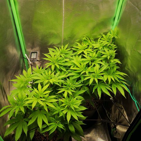 Rainbow Runtz #1 growlog timeline photo
