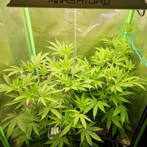 Rainbow Runtz #1 growlog timeline photo