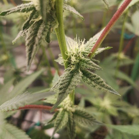 Rainbow Runtz #1 growlog timeline photo