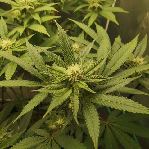 Rainbow Runtz #1 growlog timeline photo
