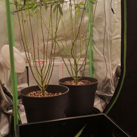 Rainbow Runtz #1 growlog timeline photo
