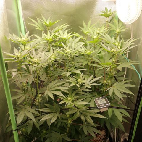 Rainbow Runtz #1 growlog timeline photo