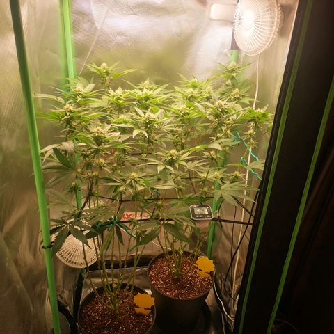 Rainbow Runtz #1 growlog timeline photo