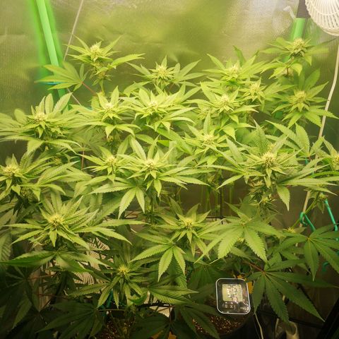 Rainbow Runtz #1 growlog timeline photo