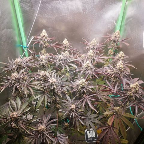 Rainbow Runtz #1 growlog timeline photo