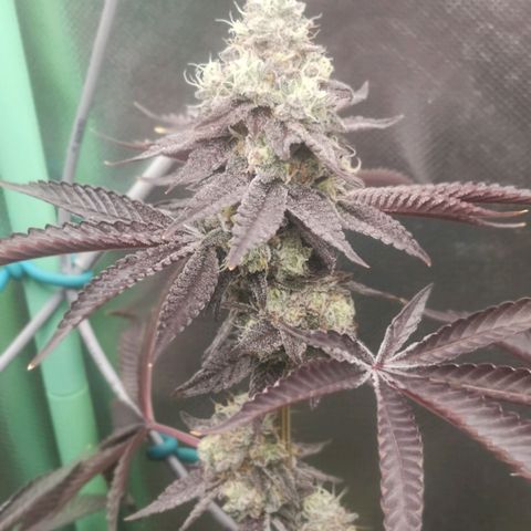 Rainbow Runtz #1 growlog timeline photo