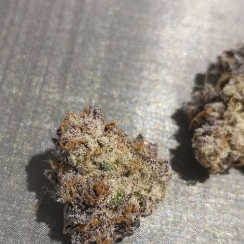 Rainbow Runtz #1 growlog timeline photo