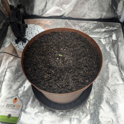 Fast and Furious Auto - Dutchfem growlog timeline photo