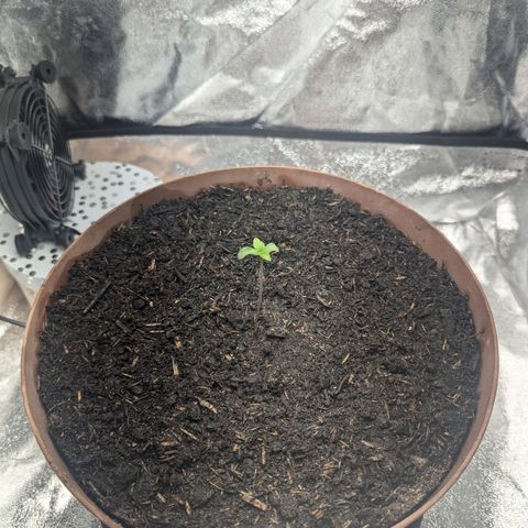 Fast and Furious Auto - Dutchfem growlog timeline photo