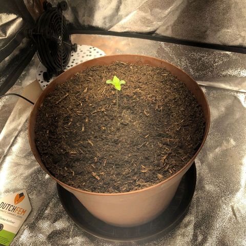 Fast and Furious Auto - Dutchfem growlog timeline photo