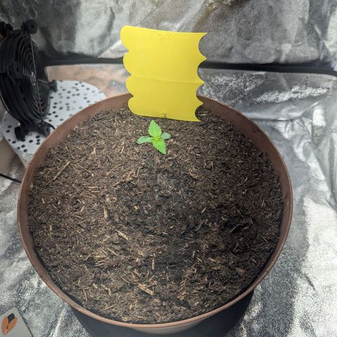 Fast and Furious Auto - Dutchfem growlog timeline photo