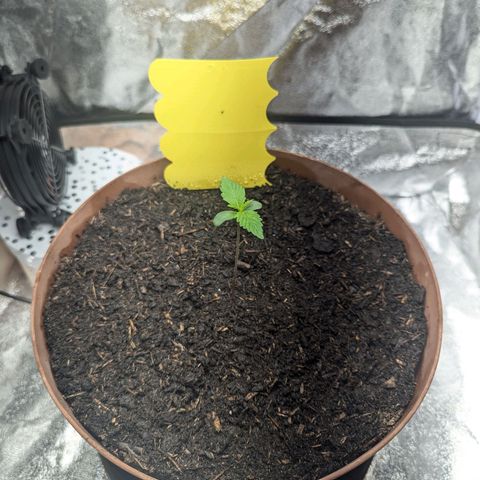 Fast and Furious Auto - Dutchfem growlog timeline photo