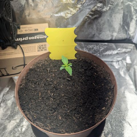 Fast and Furious Auto - Dutchfem growlog timeline photo