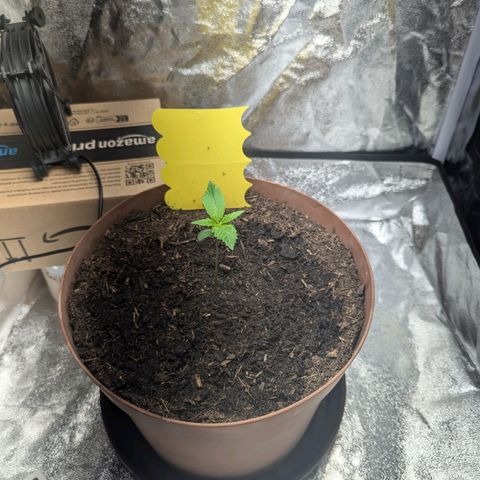 Fast and Furious Auto - Dutchfem growlog timeline photo