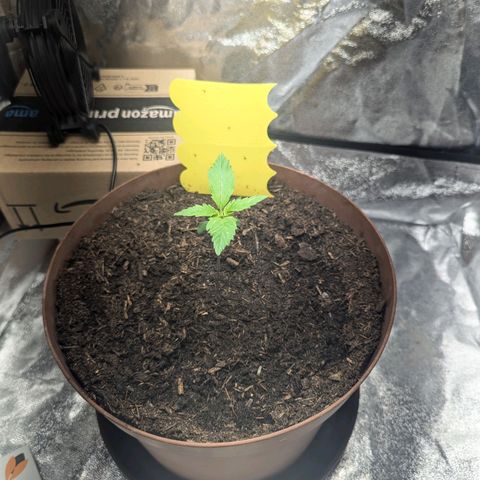 Fast and Furious Auto - Dutchfem growlog timeline photo