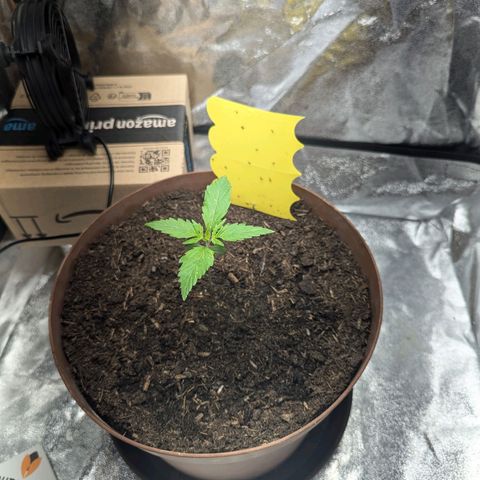Fast and Furious Auto - Dutchfem growlog timeline photo