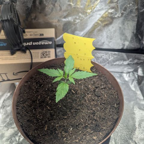 Fast and Furious Auto - Dutchfem growlog timeline photo