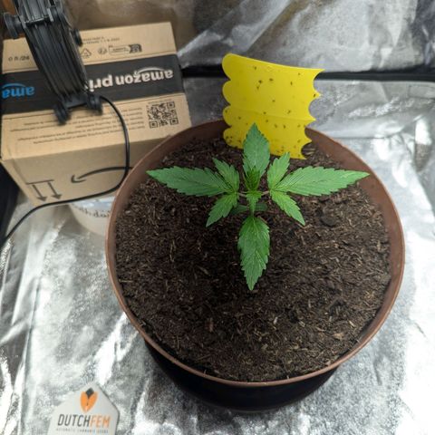 Fast and Furious Auto - Dutchfem growlog timeline photo