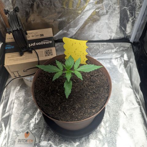 Fast and Furious Auto - Dutchfem growlog timeline photo