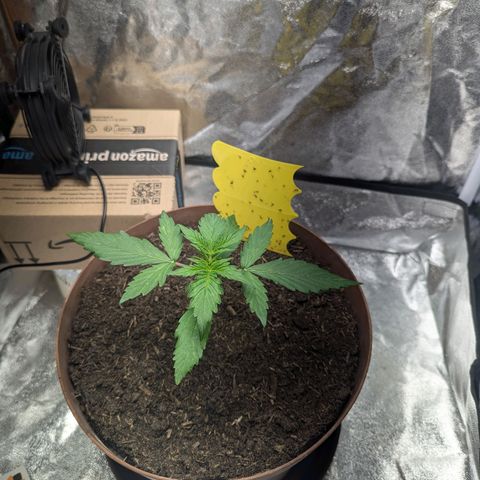 Fast and Furious Auto - Dutchfem growlog timeline photo