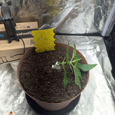 Fast and Furious Auto - Dutchfem growlog timeline photo