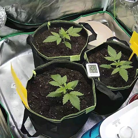 Afghan hash plant growlog timeline photo