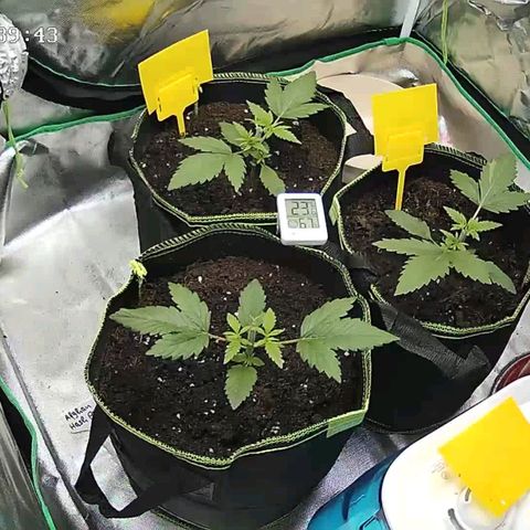 Afghan hash plant growlog timeline photo