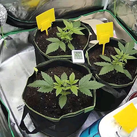 Afghan hash plant growlog timeline photo