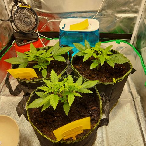 Afghan hash plant growlog timeline photo