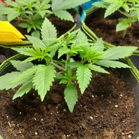 Afghan hash plant growlog timeline photo