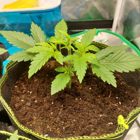 Afghan hash plant growlog timeline photo