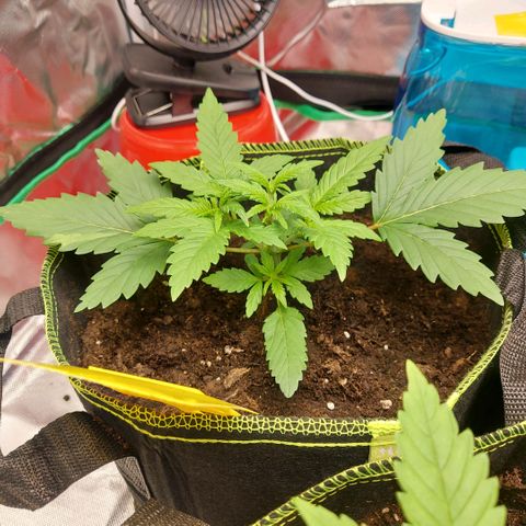 Afghan hash plant growlog timeline photo