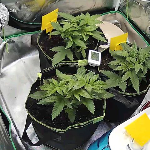 Afghan hash plant growlog timeline photo