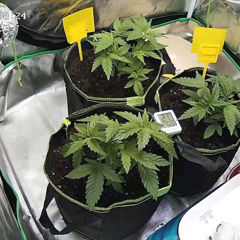 Afghan hash plant growlog timeline photo
