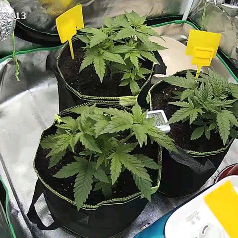 Afghan hash plant growlog timeline photo