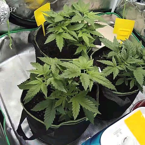 Afghan hash plant growlog timeline photo